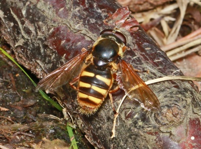 Sericomyia silentis, hoverfly, male, Alan Prowse